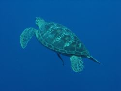 Turtle at Manado, Indonesia. Swam like hell to catch up w... by Dennis Siau 